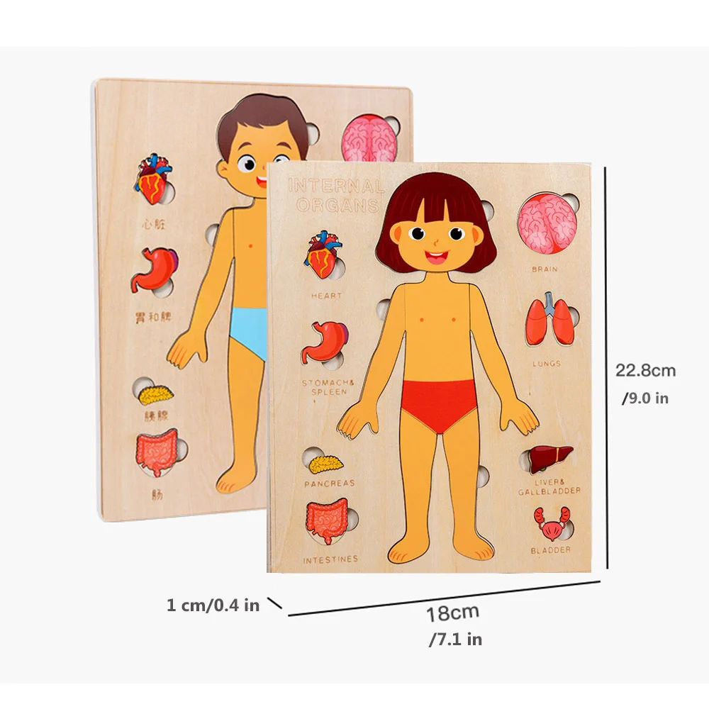 PERA FASHION Montessori Human Body Anatomy Puzzle
