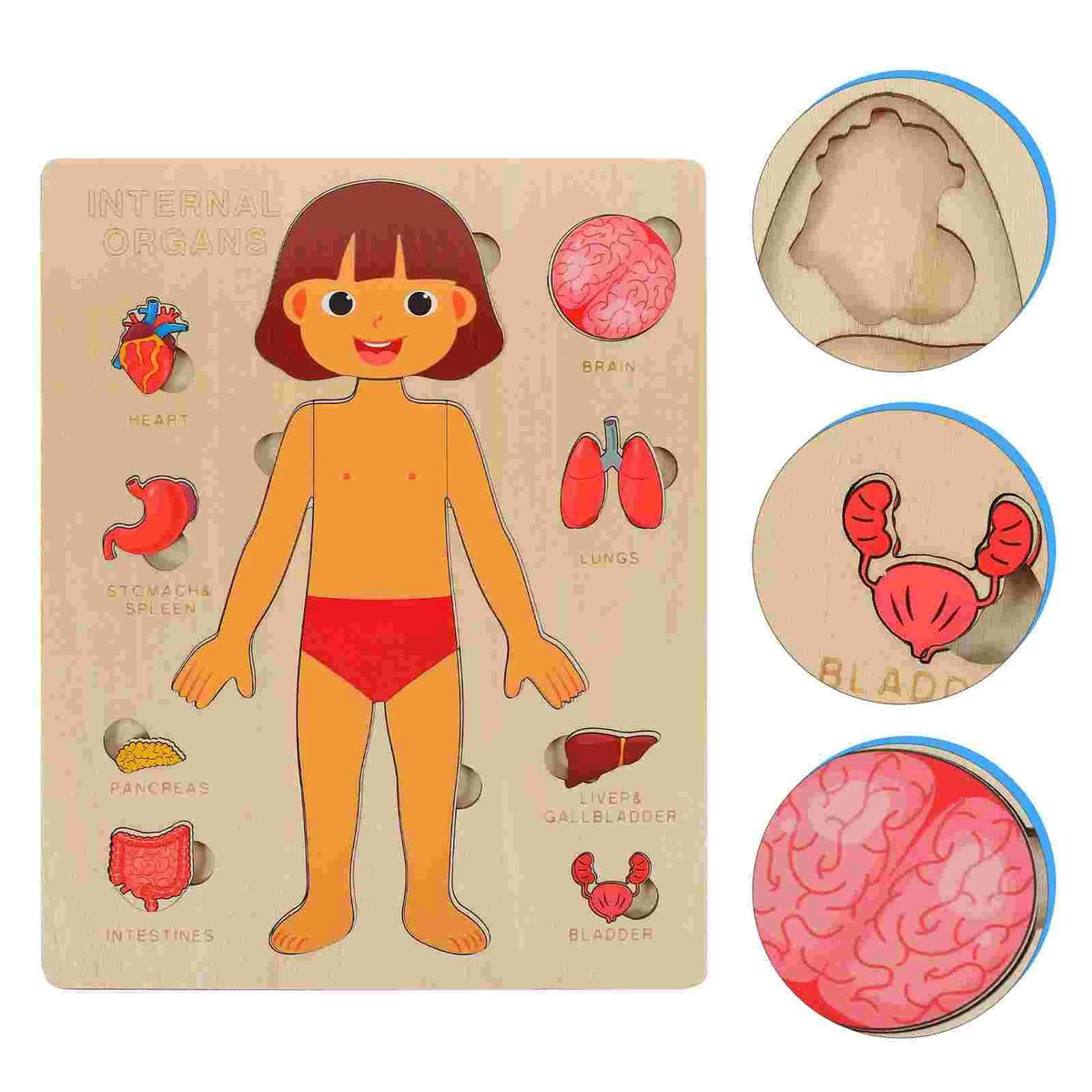 PERA FASHION Montessori Human Body Anatomy Puzzle