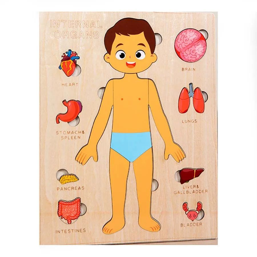 PERA FASHION Montessori Human Body Anatomy Puzzle