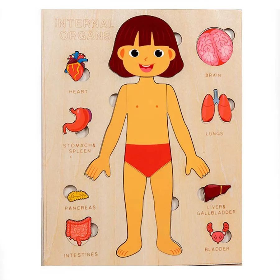 PERA FASHION Montessori Human Body Anatomy Puzzle