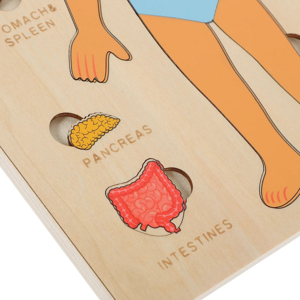 PERA FASHION Montessori Human Body Anatomy Puzzle