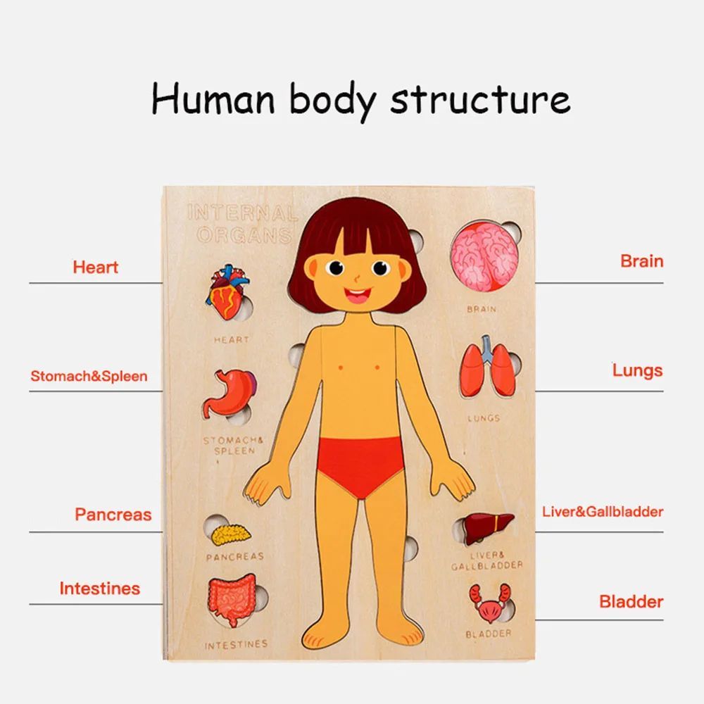 PERA FASHION Montessori Human Body Anatomy Puzzle