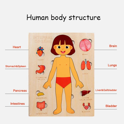 PERA FASHION Montessori Human Body Anatomy Puzzle