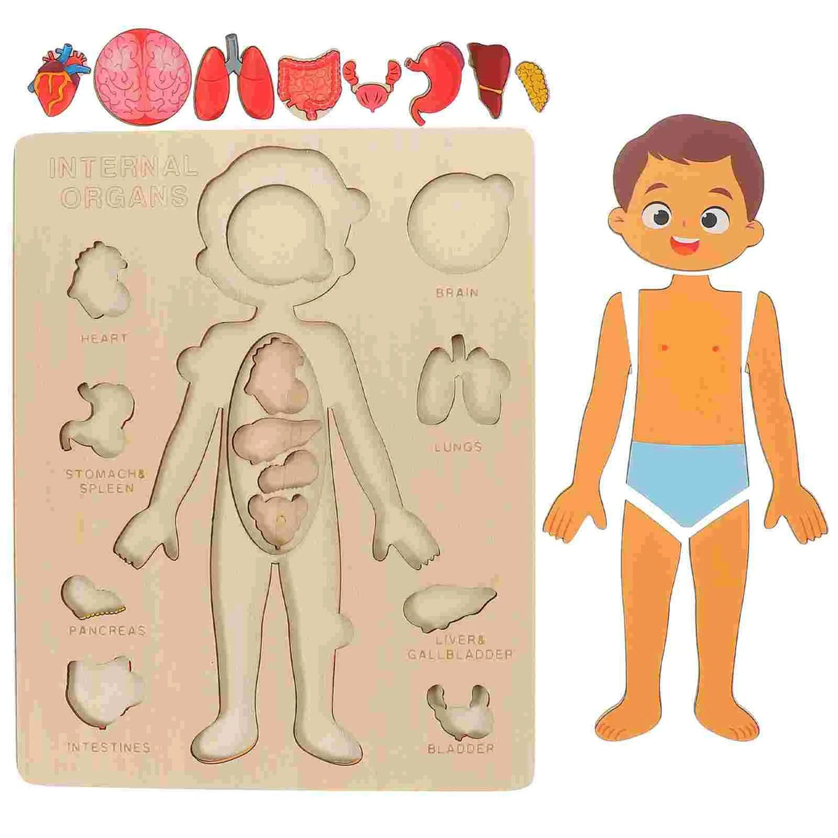 PERA FASHION Montessori Human Body Anatomy Puzzle